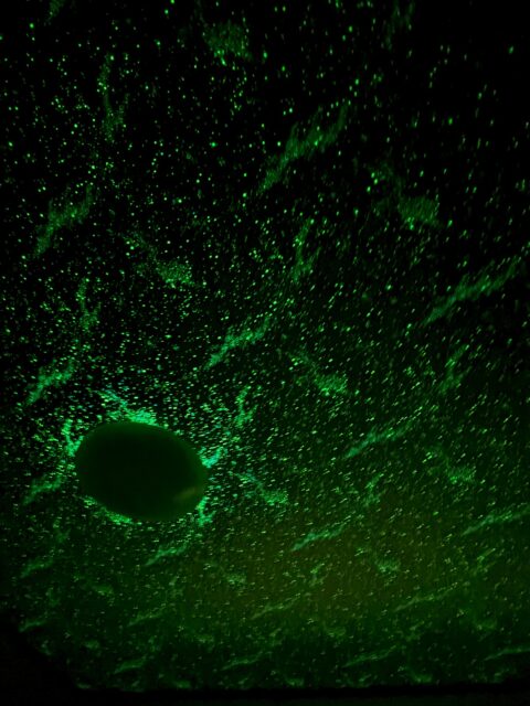 壁紙の張り替え